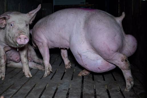 OBA denuncia una nueva 'granja del terror' en Arauzo (Burgos) con cerdos maltratados y en condiciones insalubres