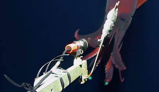 Filman un raro calamar de aguas profundas con grandes 'faros'