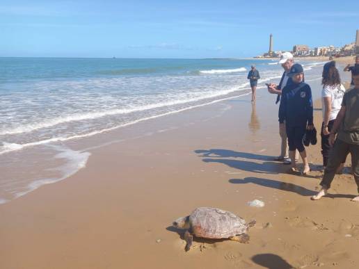 La colaboración entre Junta y pescadores devuelve otras dos tortugas del centro marino de Algeciras a su medio natural