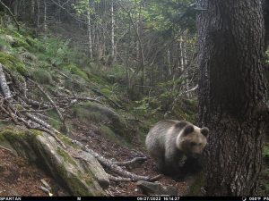Entidades ambientalistas dicen que el avistamiento de osos en el Pirineo no es excepcional