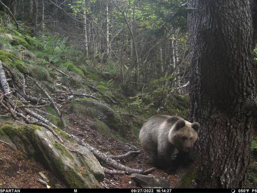 Entidades ambientalistas dicen que el avistamiento de osos en el Pirineo no es excepcional