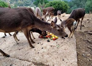 Pacma reclama a la Junta que "se encargue de los animales encerrados tras el cierre" de la Eco Reserva de Ojén