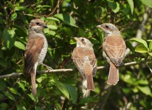 SEO/BirdLife y Nestlé colaboran en un Plan de Biodiversidad para promover el refugio de aves agrarias en declive