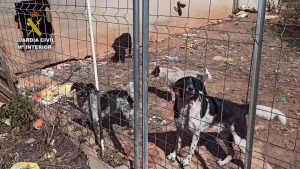 La Guardia Civil detiene a un hombre por maltrato animal en una finca de Algaida
