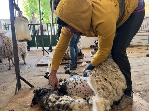 El Imidra acoge una jornada de esquileo de 300 ovejas para asegurar el su bienestar de cara al calor estival