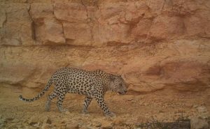 Al rescate genético de los últimos leopardos de Arabia