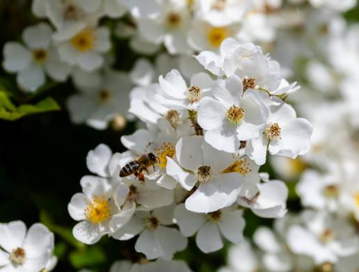Los insectos silvestres son tan importantes para las cosechas como las abejas de la miel, según un estudio