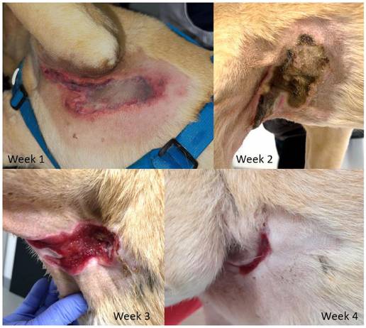 Caso clínico: Lesión por quemadura térmica inducida por radiofrecuencia en un perro tras una resonancia magnética