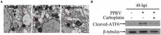 El carboplatino restringe la replicación del virus de la peste de los pequeños rumiantes al suprimir la autofagia mediada por STING