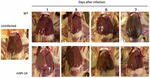 La patogenicidad de Salmonella isla-14 es un factor crítico de virulencia responsable de la infección sistémica en pollos causada por Salmonella gallinarum