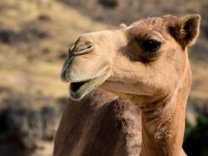 El Parlamento de Canarias apoya impulsar medidas para la conservación del camello canario