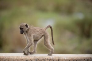 La NABR elogia la decisión de la UICN de reevaluar la situación de los macacos de cola larga