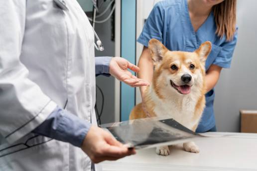 Carbonato cálcico amorfo como nuevo tratamiento potencial para la osteoartritis en perros: un estudio clínico piloto