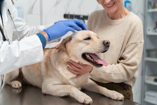 Tratamiento de las comorbilidades conductuales mediante trasplante de microbiota fecal en la epilepsia canina: un estudio piloto de un nuevo enfoque terapéutico