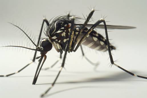 Castelló pone en marcha la técnica del mosquito esteril, un sistema pionero para combatir el mosquito tigre