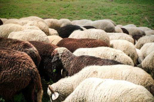 Un estudio comparativo de razas ovinas: rendimiento de engorde, características de la canal, composición química de la carne y atributos de calidad