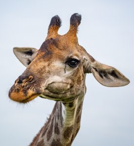 La comida y no el sexo explica el cuello de las jirafas