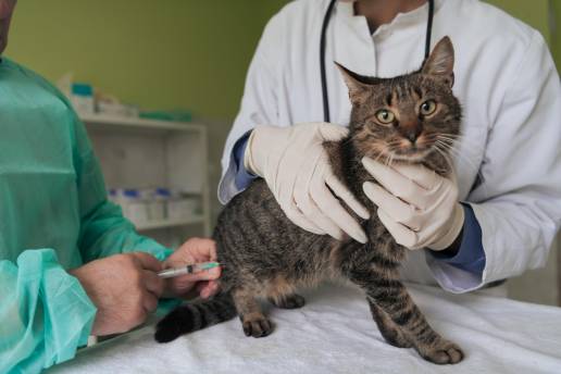 Detección de la infección por SARS-COV-2 en gatos domésticos y vagabundos