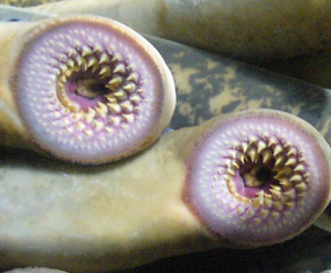 Un estudio del CABD revela que las lampreas sufren reorganización de metilación a gran escala durante su desarrollo