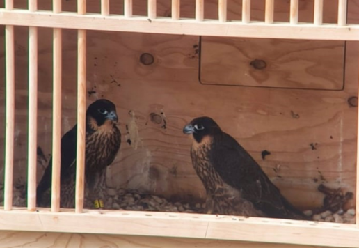 Tres nuevos halcones mantendrán controlada la población de palomas en el casco urbano