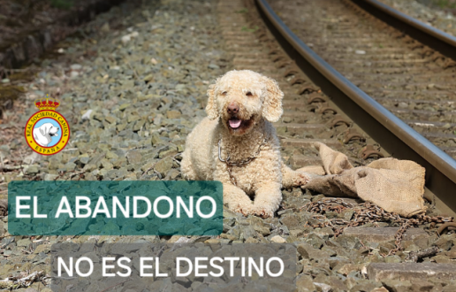 La Real Sociedad Canina pide reforzar la lucha contra el abandono:  casi la mitad de los perros abandonados llegan en verano
