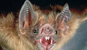 Reinosa organiza en julio un curso sobre murciélagos
