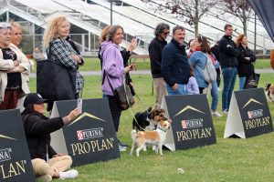 PURINA y el Ayuntamiento de La Coruña organizaron las I Jornadas URBANDOG Coruña, para impulsar la adopción responsable y bienestar de las mascotas en la ciudad