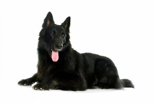 Aspergilosis sistémica por aspergillus deflectus en una perra en España