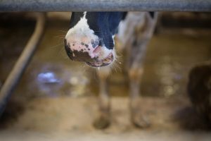 Cantabria recupera la restricciones al transporte de ganado por enfermedad hemorrágica y lengua azul