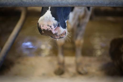 Cantabria recupera la restricciones al transporte de ganado por enfermedad hemorrágica y lengua azul
