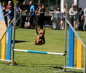 Las competiciones de Agility congregan en Valladolid a casi un centenar de participantes