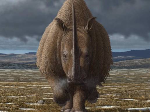 El ser humano contribuyó hace 10.000 años al fin del rinoceronte lanudo