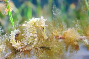 Localizados nuevos ejemplares juveniles de caballitos de mar y nacras en el Mar Menor