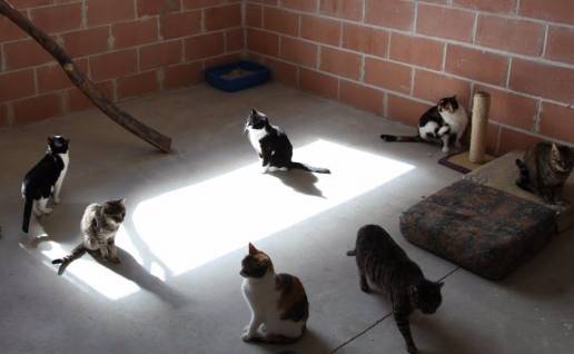 El Ayuntamiento crea la Mesa de Bienestar Animal que tratará asuntos como controlar las colonias felinas