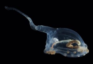 Más especies desconocidas para la ciencia en el fondo del Pacífico