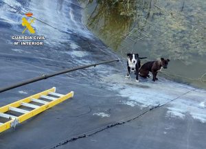 La Guardia Civil rescata a dos perros atrapados en una balsa de riego de Mula (Murcia)