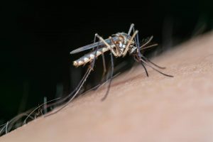 El ECDC advierte de "una continua tendencia al alza" en enfermedades transmitidas por mosquitos en Europa