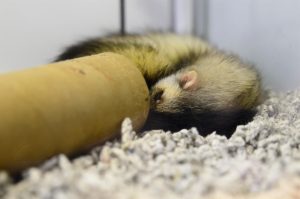La identificación de gatos y hurones con microchip se dispara un 50% y un 24% desde su obligación en la ley valenciana