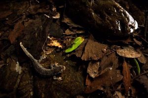 Descubren una nueva subespecie de tritón del Montseny que puede ayudar a evitar su extinción