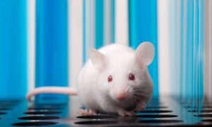 Un estudio del CSIC identifica un grupo de pequeñas moléculas necesarias para la determinación del sexo en los mamíferos
