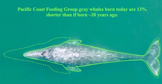Ballenas grises del Pacífico han menguado un 13% en lo que va de siglo