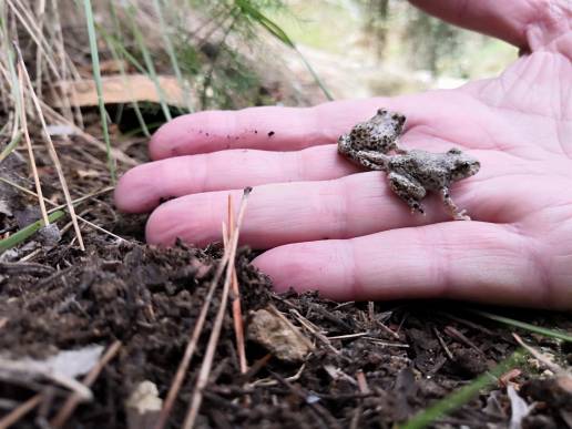 Medio Ambiente consolida las poblaciones de sapo partero bético en el Parque Regional de Sierra Espuña