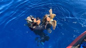 ANSE y Fundación Oceanográfic mejoran el conocimiento de tortugas marinas y los riesgos en la costa este mediterránea