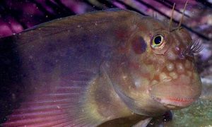Descubierto un parásito "invisible" en peces de todo el mundo