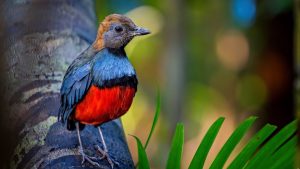 Sin noticias de 144 especies de aves en más de 10 años