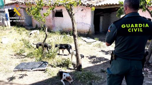 Dos detenidos por maltrato animal y estafa que regentaban una falsa protectora en Zamora y Sevilla