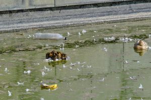 El PSOE de Santander denuncia el "abandono" del parque de Las Llamas, "con gaviotas muertas y el estanque insalubre"