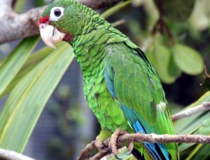 Miles de especies en peligro de extinción por los desastres naturales
