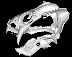 Nueva tecnología revela un ancestro de mamífero de 250 millones de años