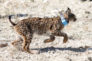 Juanma Moreno anuncia que el lince pasa de estar en peligro de extición a "especie vulnerable": "Un éxito de todos"